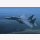F15E Strike Eagle 1:72 Hobby Boss 80271