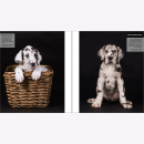 Heuser Fotografie Dogs Hunde Technik Große Bilder...