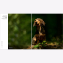 Heuser Fotografie Dogs Hunde Technik Große Bilder Hintergrund