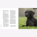 Heuser Fotografie Dogs Hunde Technik Große Bilder Hintergrund