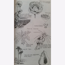 Survival FM 21-76 Department of the Army Field Manual Reprint