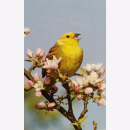 Birds 30 Gift cards & Envelopes