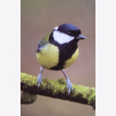 Birds 30 Gift cards & Envelopes