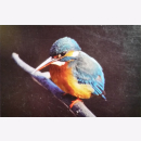 Birds 30 Gift cards & Envelopes