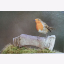 Birds 30 Gift cards & Envelopes