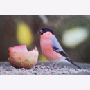 Birds 30 Gift cards & Envelopes