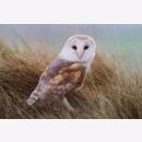 Birds 30 Gift cards & Envelopes