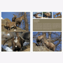 Lautenthal / Waldner Wild: Jagd in den Alpen Jäger...