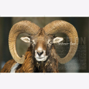 Lautenthal / Waldner Wild: Jagd in den Alpen Jäger Bildband Natur Wald Naturfotografie