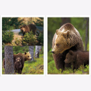 Lautenthal / Waldner Wild: Jagd in den Alpen Jäger Bildband Natur Wald Naturfotografie